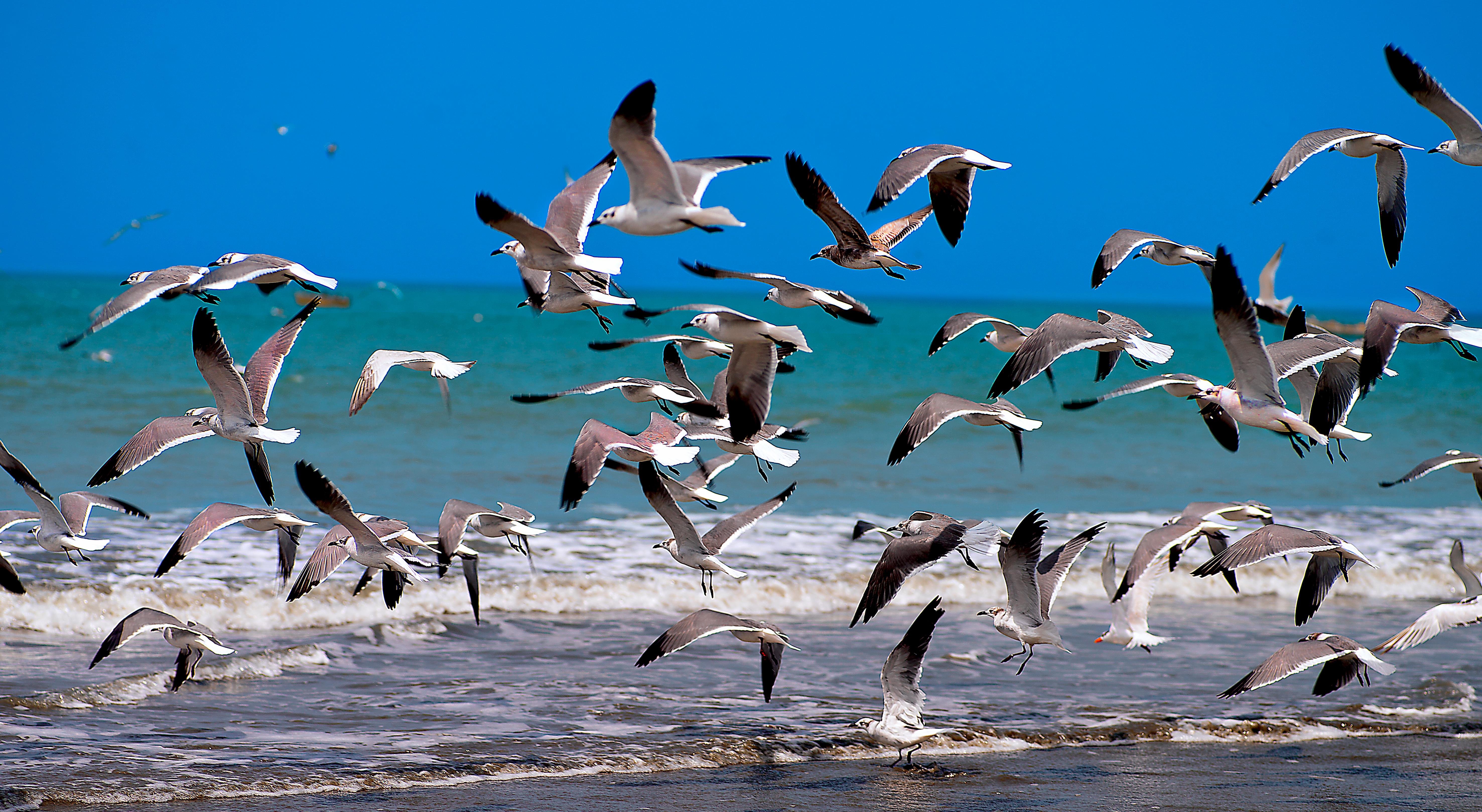 Aranwa Paracas Resort & Spa Exterior foto Birds at the beach